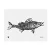 Zander Poster, 40 X 30 Cm