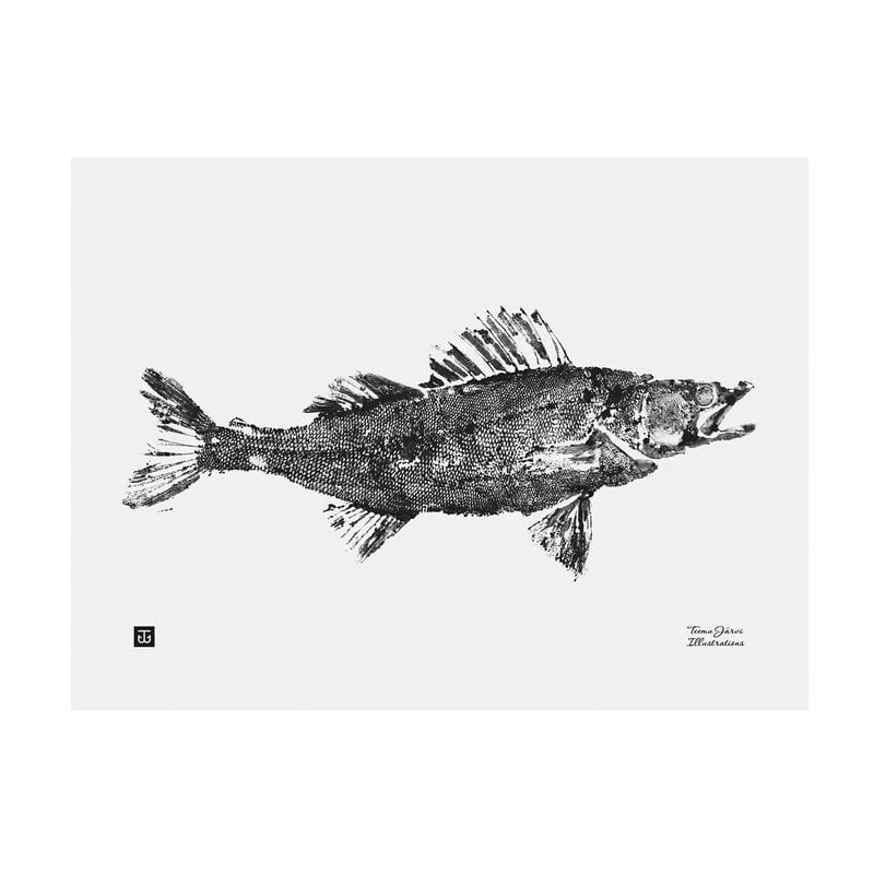 Zander Poster, 40 X 30 Cm 1 Zander Poster, 40 X 30 Cm