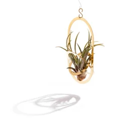 Air Pendant Pflanzenhalter, Messing -Geschäft Für Wohndekoration AIR PENDANT angle