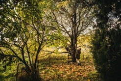 Fiskars PowerGearX Teleskop-Baumschere UPX86 -Geschäft Für Wohndekoration Fiskars Garden Lifestyle PGX Telescopic Tree Pruner UPX86 1023624