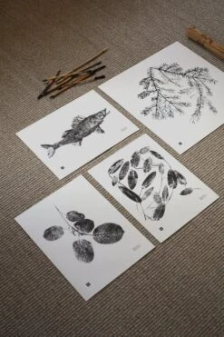 Zander Poster, 40 X 30 Cm 5 Zander Poster, 40 X 30 Cm -Geschäft Für Wohndekoration Posters Teemu J rvi Illustrations photo Susanna Vento